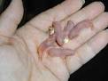 How to care for your new pet mouse, Mus domestica