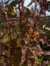 Image result for Atriplex hortensis