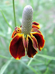 Image result for Ratibida columnifera