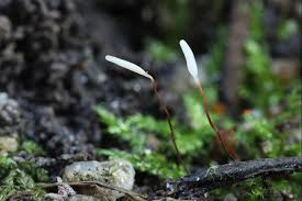 Attēlu rezultāti vaicājumam “Typhula erythropus”