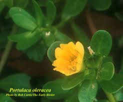 Attēlu rezultāti vaicājumam “Portulaca oleracea”