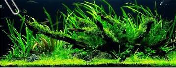 「水蘭」的圖片搜尋結果