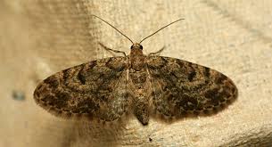 Attēlu rezultāti vaicājumam “Eupithecia tantillaria”