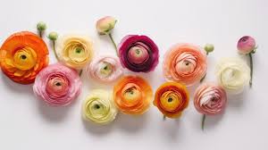 Attēlu rezultāti vaicājumam “Ranunculus mendax”