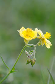 Attēlu rezultāti vaicājumam “Helianthemum nummularium fruit”