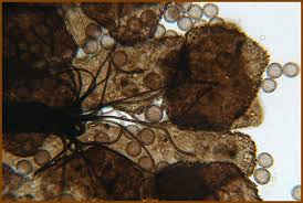 Attēlu rezultāti vaicājumam “Barbeyella minutissima”