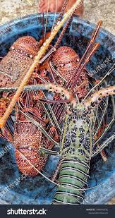 Image result for Palinurus elephas