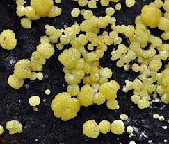 Attēlu rezultāti vaicājumam “Hypocrea gelatinosa”