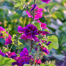 Image result for Malva sylvestris