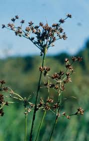 Attēlu rezultāti vaicājumam “Juncus alpinoarticulatus leaf”