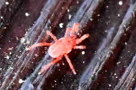 Attēlu rezultāti vaicājumam “Acalitus longisetosus”