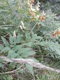 Attēlu rezultāti vaicājumam “Lathyrus laevigatus”