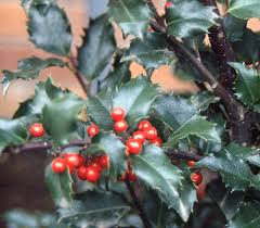 Attēlu rezultāti vaicājumam “Ilex x meserveae”