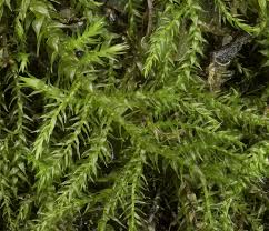 Attēlu rezultāti vaicājumam “Hygroamblystegium varium”