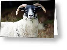 Attēlu rezultāti vaicājumam “Ovis aries juvenile”