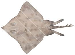 Image result for Amblyraja hyperborea