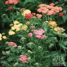 Attēlu rezultāti vaicājumam “Cribraria rubiginosa macro”