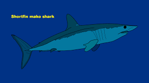 Image result for Isurus oxyrinchus