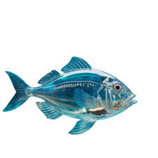 Image result for Chlorurus perspicillatus