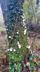 Attēlu rezultāti vaicājumam “Lycoperdon pyriforme young”