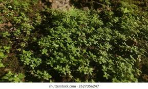 Attēlu rezultāti vaicājumam “Callitriche cophocarpa leaf”