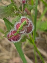 Attēlu rezultāti vaicājumam “Liposthenes glechomae”