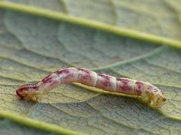 Attēlu rezultāti vaicājumam “Eupithecia centaureata”