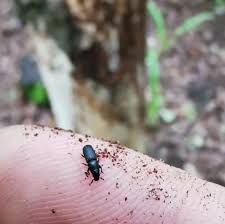 Attēlu rezultāti vaicājumam “Hylastes sp.”