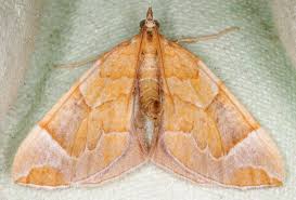 Attēlu rezultāti vaicājumam “Eulithis testata”