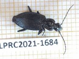 Attēlu rezultāti vaicājumam “Limodromus assimilis”