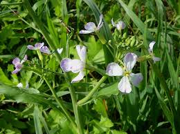 Attēlu rezultāti vaicājumam “Raphanus sativus flower”
