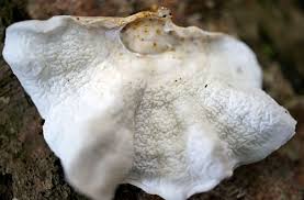 Attēlu rezultāti vaicājumam “Plicatura nivea”