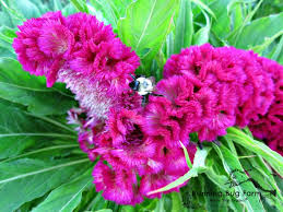 Attēlu rezultāti vaicājumam “Collaria rubens stalked”