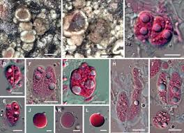 Attēlu rezultāti vaicājumam “Tremella ramalinae”
