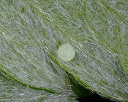 Attēlu rezultāti vaicājumam “Pyrgus alveus underside”