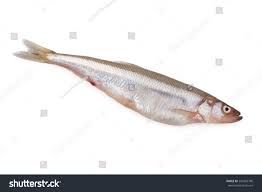 Image result for Coregonus albula