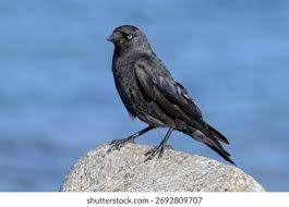 Attēlu rezultāti vaicājumam “Corvus monedula adult”