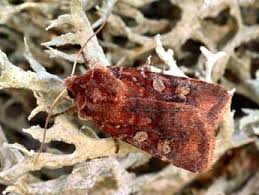 Attēlu rezultāti vaicājumam “Cerastis leucographa”