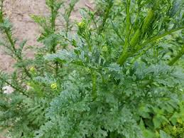 Attēlu rezultāti vaicājumam “Jacobaea vulgaris leaf”