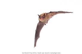 Attēlu rezultāti vaicājumam “Myotis brandtii”