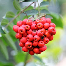 Attēlu rezultāti vaicājumam “Sorbus aucuparia fruit”