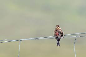 Image result for twite photo