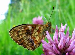 Attēlu rezultāti vaicājumam “Brenthis ino upperside”