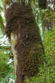 Attēlu rezultāti vaicājumam “Frullania tamarisci”