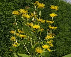 Image result for Inula helenium