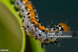 Attēlu rezultāti vaicājumam “Nematus salicis larva”