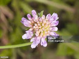 Attēlu rezultāti vaicājumam “Knautia arvensis bud”