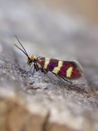 Attēlu rezultāti vaicājumam “Micropterix aureatella”