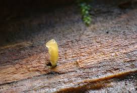 Attēlu rezultāti vaicājumam “Calocera glossoides”