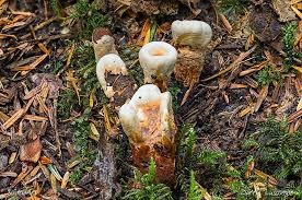 Attēlu rezultāti vaicājumam “Clavariadelphus ligula”